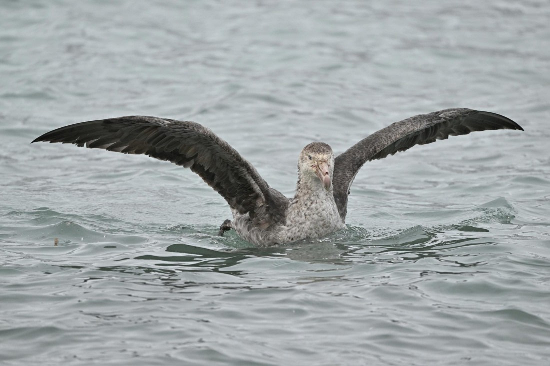 PLA20-24, Day 12, YA6_2824_20241029_6965 © Yves Adams - Oceanwide Expeditions.JPG