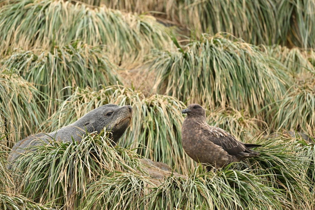 PLA20-24, Day 12, YA6_2854_20241029_6964 © Yves Adams - Oceanwide Expeditions.JPG