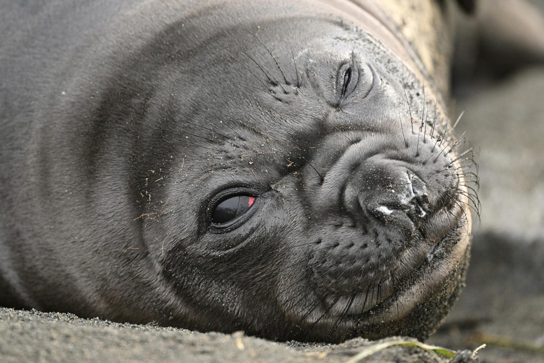 PLA20-24, Day 12, YA6_2921_20241029_6961 © Yves Adams - Oceanwide Expeditions.JPG