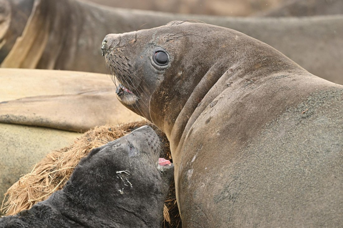 PLA20-24, Day 12, YA6_2963_20241029_6960 © Yves Adams - Oceanwide Expeditions.JPG