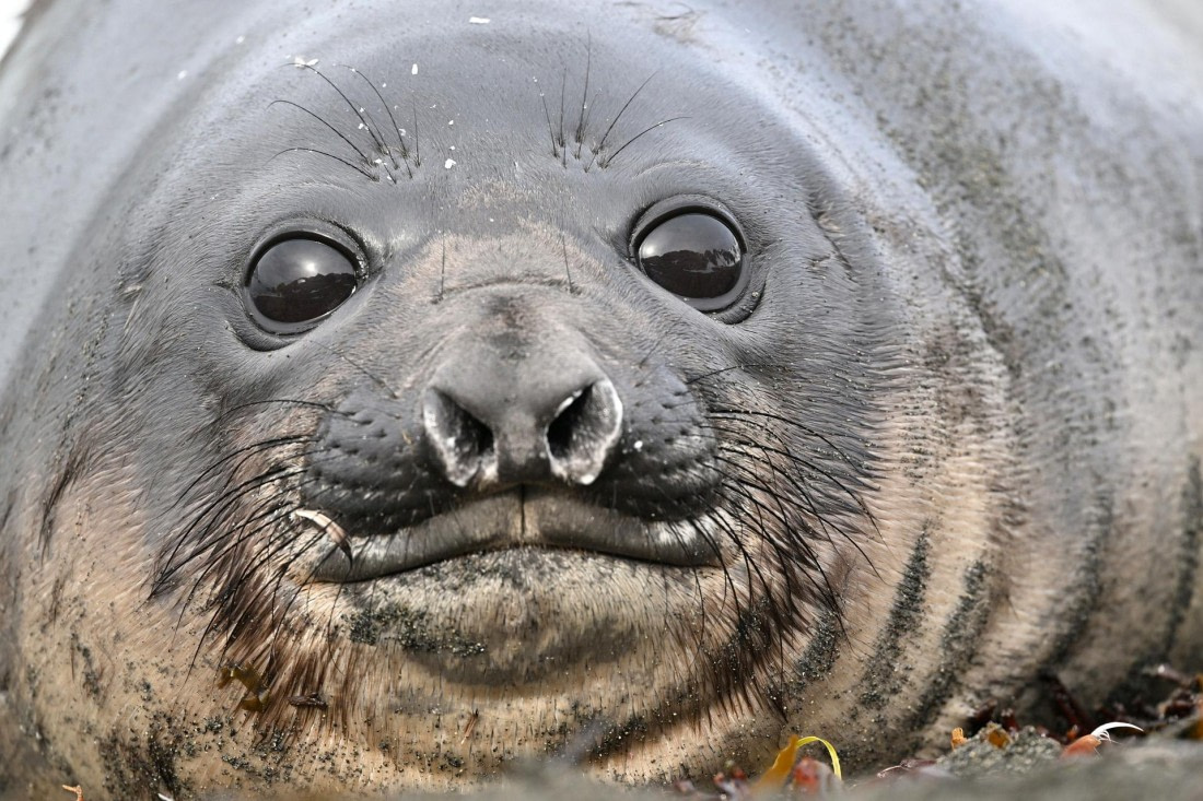 PLA20-24, Day 12, YA6_3153_20241029_6958 © Yves Adams - Oceanwide Expeditions.JPG