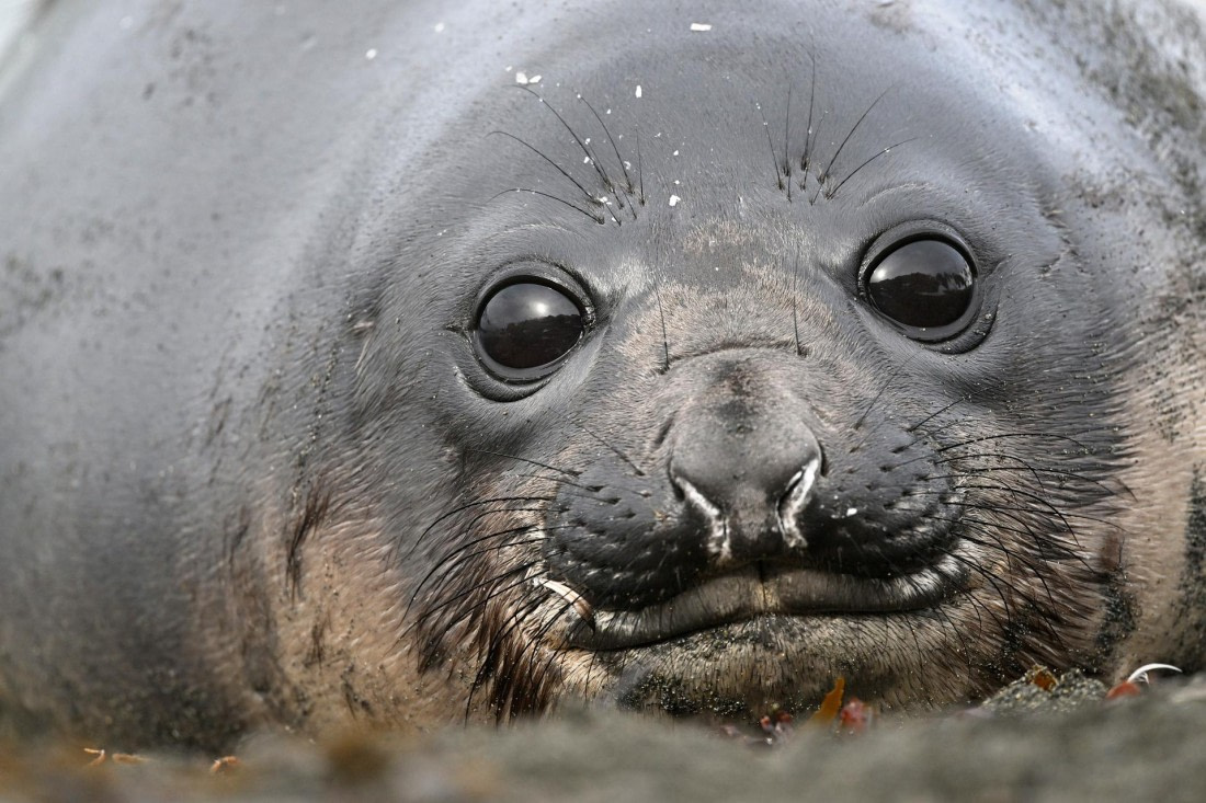 PLA20-24, Day 12, YA6_3273_20241029_6957 © Yves Adams - Oceanwide Expeditions.JPG