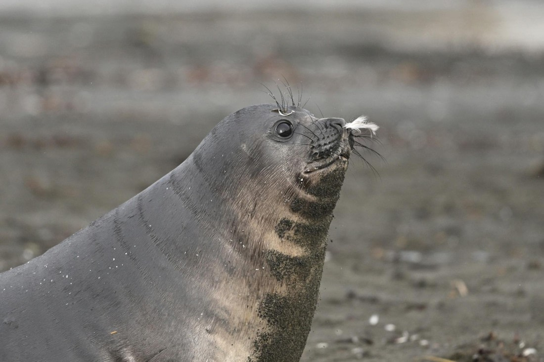 PLA20-24, Day 12, YA6_3326_20241029_6955 © Yves Adams - Oceanwide Expeditions.JPG