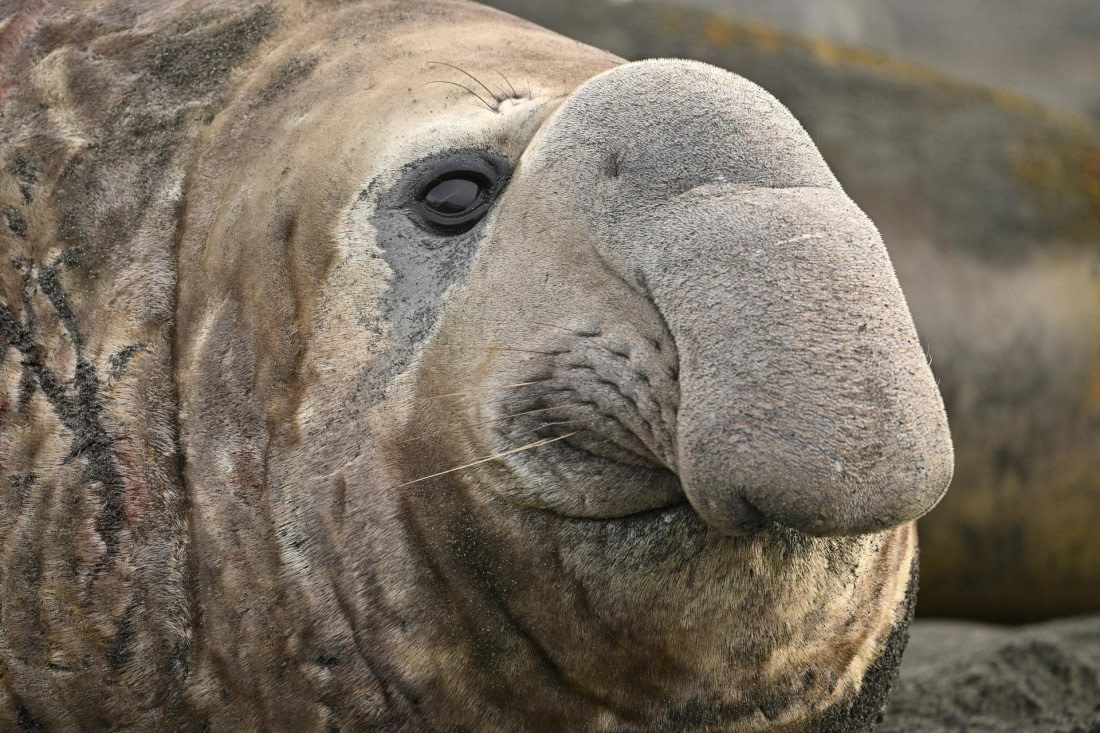 PLA20-24, Day 12, YA6_3516_20241029_6954 © Yves Adams - Oceanwide Expeditions.JPG