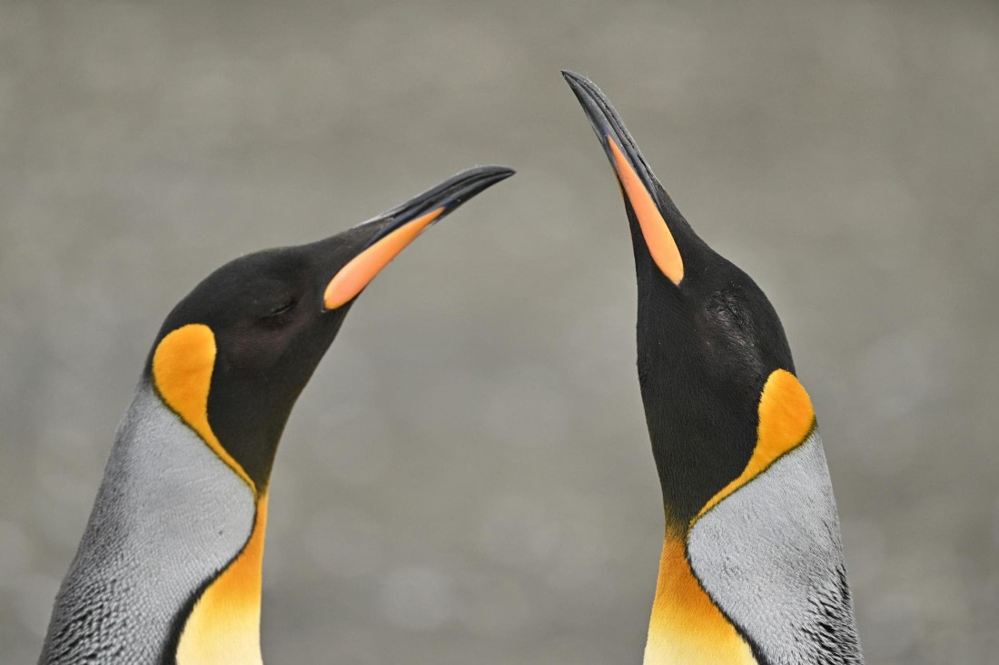 PLA20-24, Day 12, YA6_3780_20241029_6952 © Yves Adams - Oceanwide Expeditions.JPG