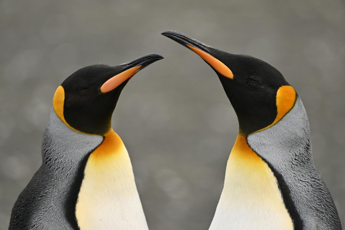 PLA20-24, Day 12, YA6_3924_20241029_6951 © Yves Adams - Oceanwide Expeditions.JPG