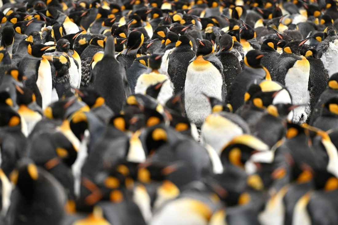 PLA20-24, Day 12, YA6_3992_20241029_6947 © Yves Adams - Oceanwide Expeditions.JPG