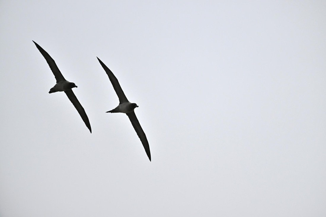 PLA20-24, Day 12, YA6_4234_20241029_6943 © Yves Adams - Oceanwide Expeditions.JPG