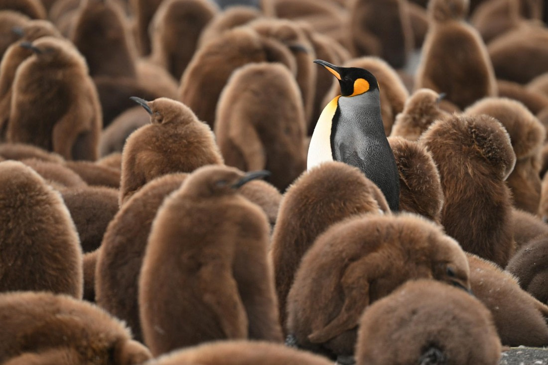 PLA20-24, Day 12, YA6_4332_20241029_6940 © Yves Adams - Oceanwide Expeditions.JPG