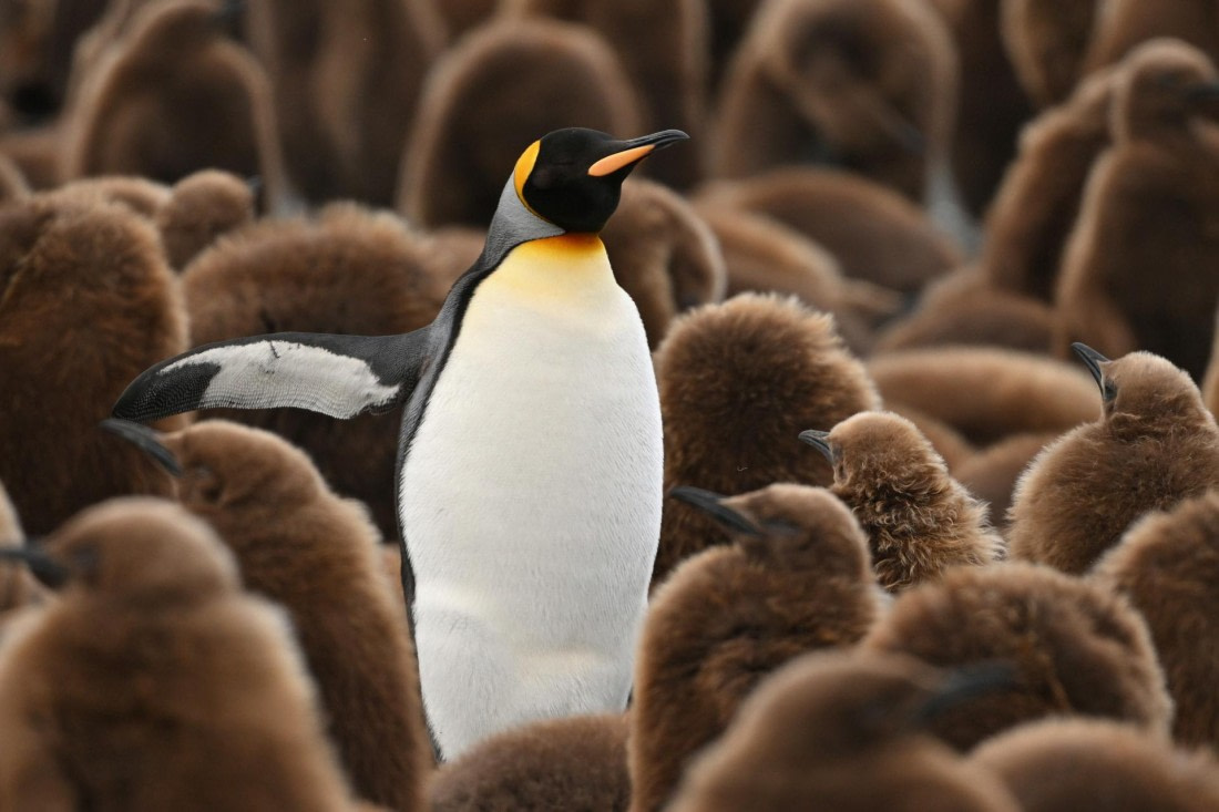 PLA20-24, Day 12, YA6_4591_20241029_6933 © Yves Adams - Oceanwide Expeditions.JPG