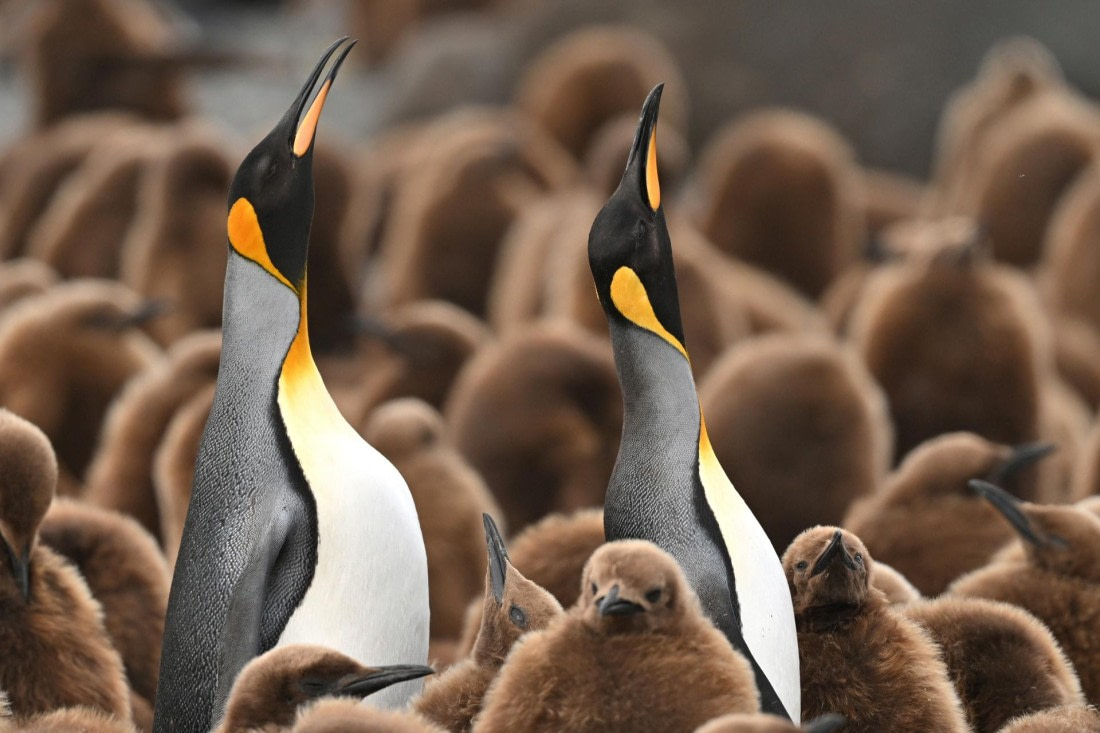 PLA20-24, Day 12, YA6_4683_20241029_6932 © Yves Adams - Oceanwide Expeditions.JPG