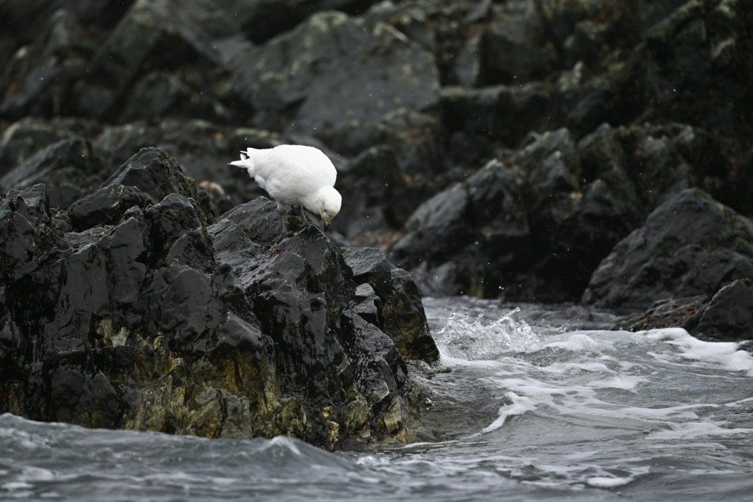 PLA20-24, Day 12, YA6_4928_20241029_7114 © Yves Adams - Oceanwide Expeditions.JPG