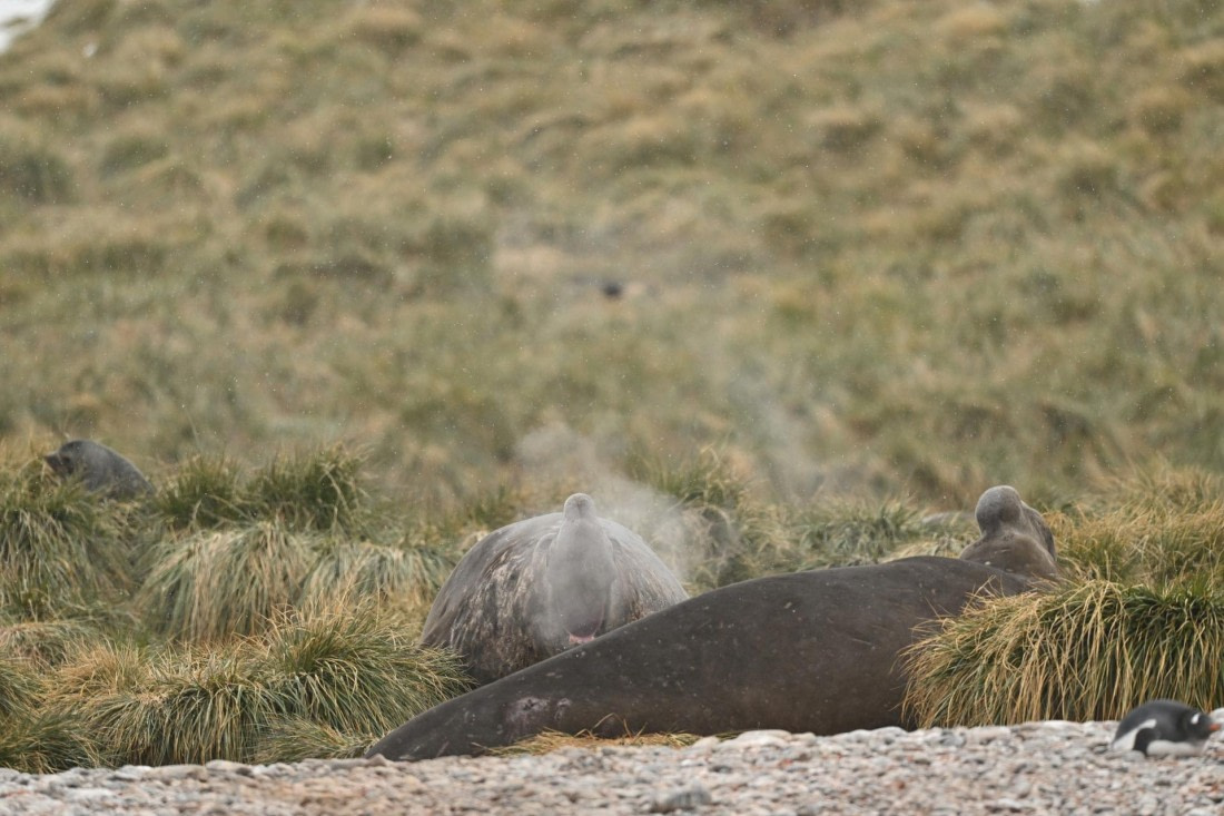 PLA20-24, Day 12, YA6_5121_20241029_7116 © Yves Adams - Oceanwide Expeditions.JPG