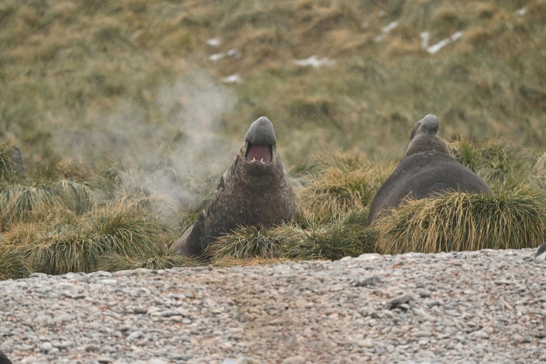 PLA20-24, Day 12, YA6_5163_20241029_7117 © Yves Adams - Oceanwide Expeditions.JPG
