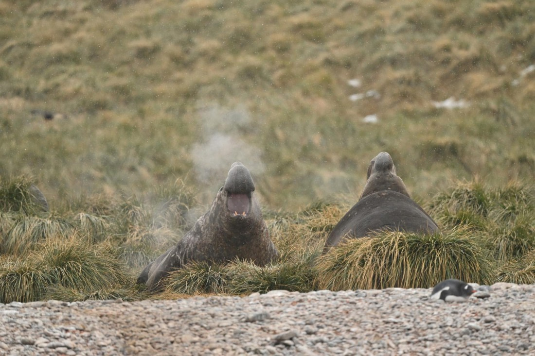 PLA20-24, Day 12, YA6_5243_20241029_7118 © Yves Adams - Oceanwide Expeditions.JPG
