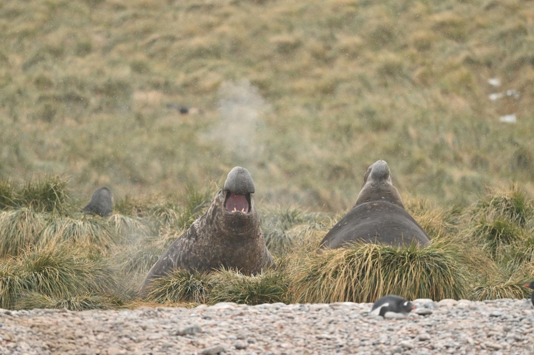 PLA20-24, Day 12, YA6_5288_20241029_7119 © Yves Adams - Oceanwide Expeditions.JPG