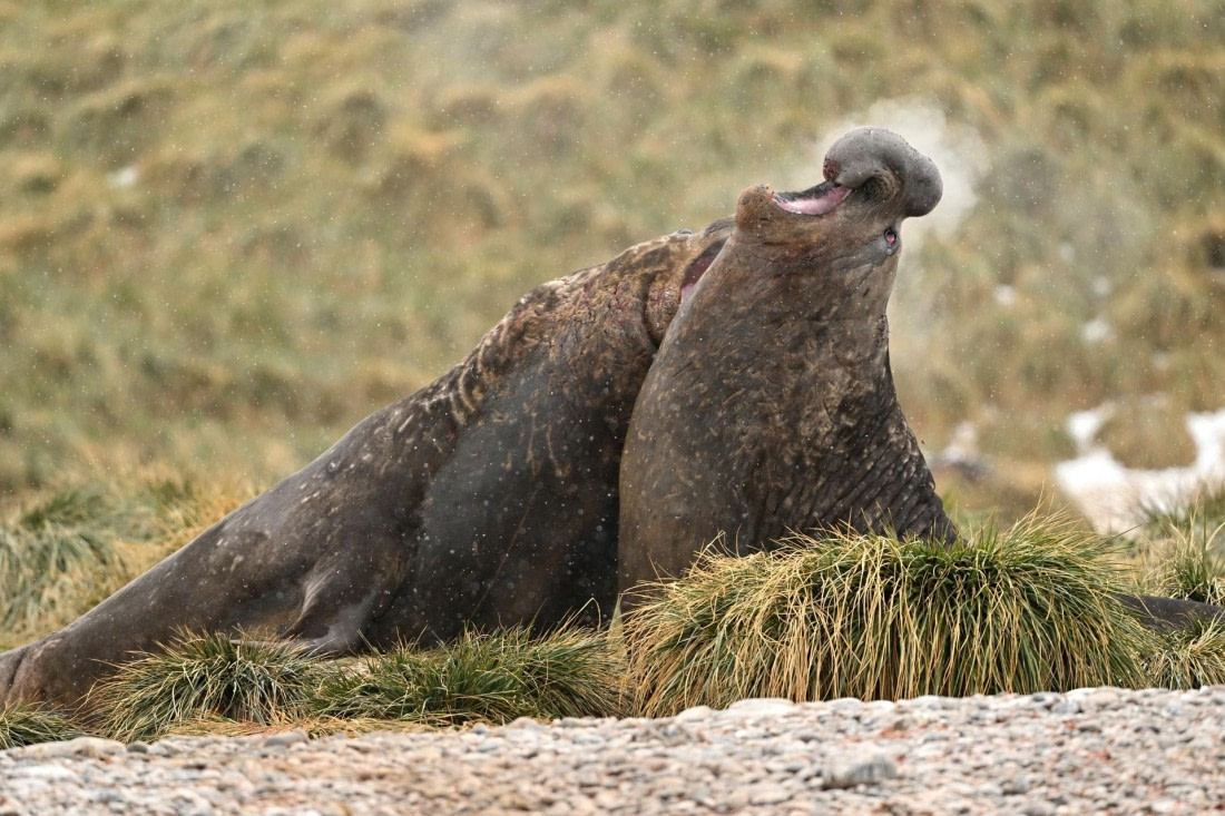 PLA20-24, Day 12, YA6_5452_20241029_7120 © Yves Adams - Oceanwide Expeditions.JPG