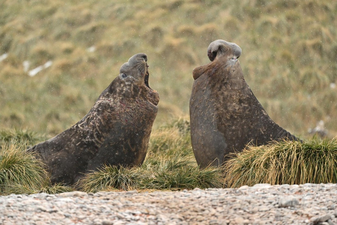 PLA20-24, Day 12, YA6_5475_20241029_7121 © Yves Adams - Oceanwide Expeditions.JPG