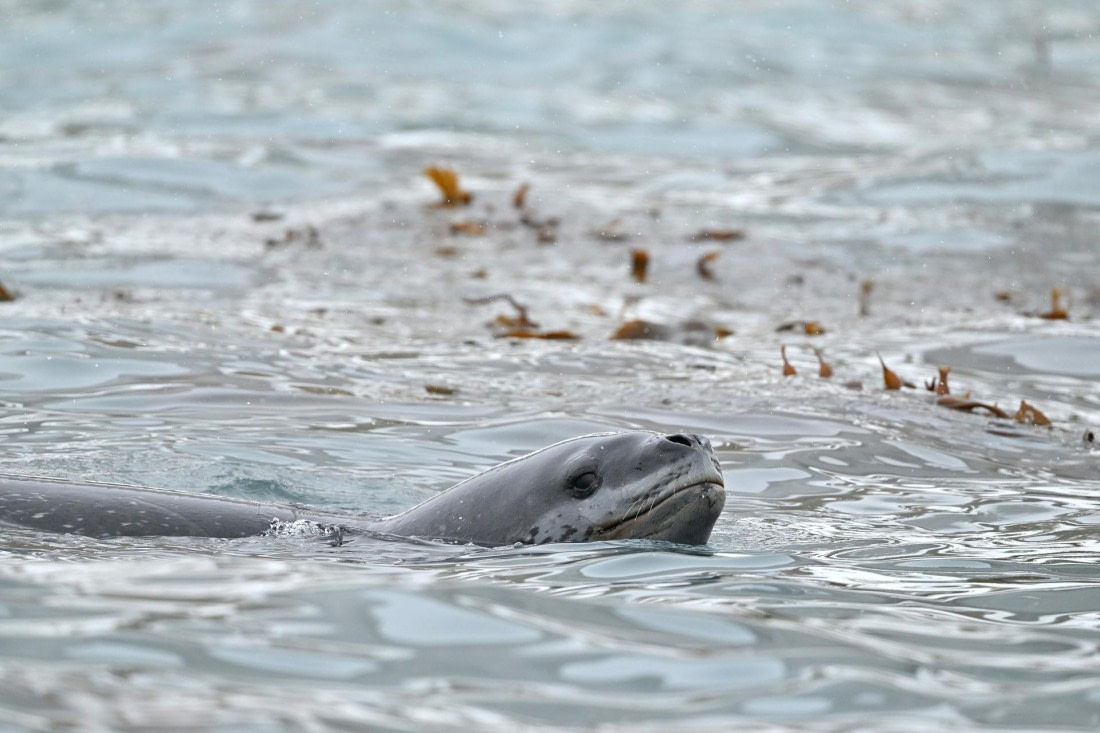 PLA20-24, Day 12, YA6_5712_20241029_7123 © Yves Adams - Oceanwide Expeditions.JPG