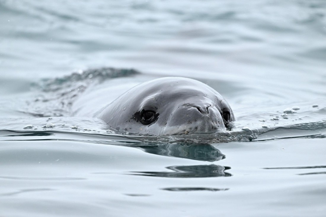 PLA20-24, Day 12, YA6_5739_20241029_7125 © Yves Adams - Oceanwide Expeditions.JPG