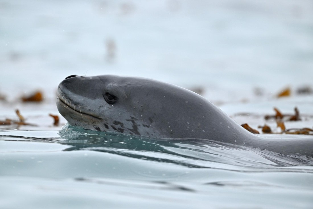 PLA20-24, Day 12, YA6_5823_20241029_7126 © Yves Adams - Oceanwide Expeditions.JPG