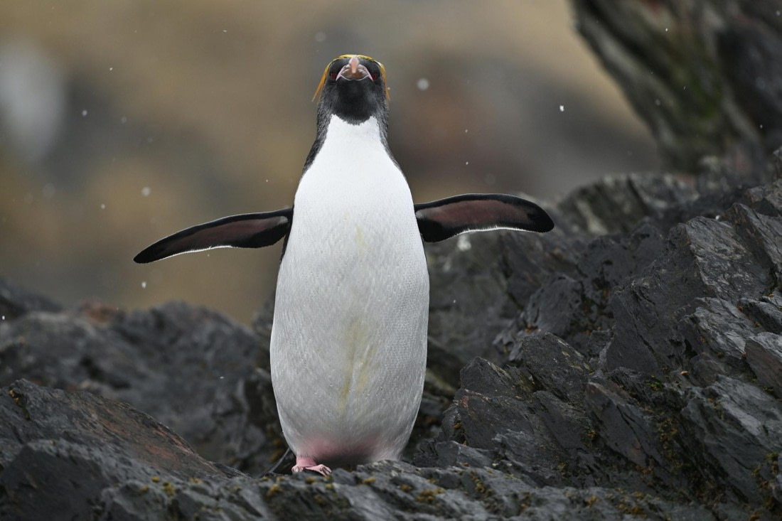 PLA20-24, Day 12, YA6_6493_20241029_7128 © Yves Adams - Oceanwide Expeditions.JPG