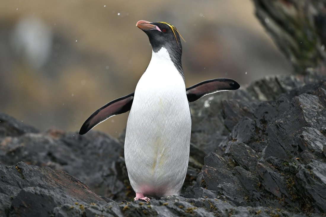 PLA20-24, Day 12, YA6_6504_20241029_7130 © Yves Adams - Oceanwide Expeditions.JPG