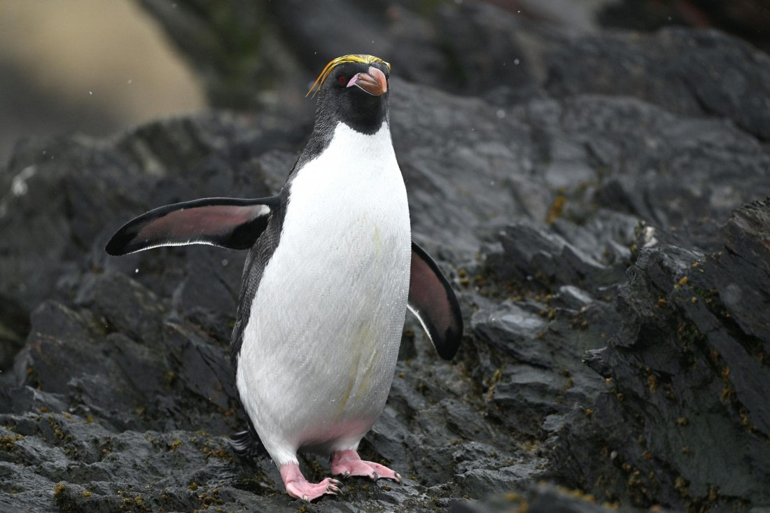 PLA20-24, Day 12, YA6_6594_20241029_7131 © Yves Adams - Oceanwide Expeditions.JPG