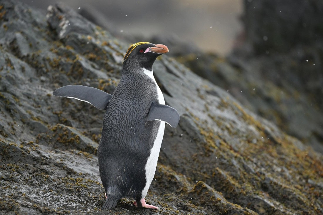 PLA20-24, Day 12, YA6_6932_20241029_7132 © Yves Adams - Oceanwide Expeditions.JPG