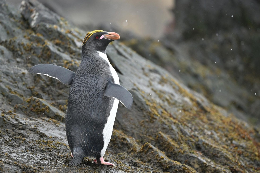PLA20-24, Day 12, YA6_6948_20241029_7133 © Yves Adams - Oceanwide Expeditions.JPG