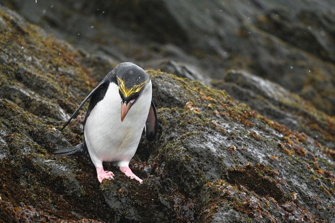 PLA20-24, Day 12, YA6_7012_20241029_7134 © Yves Adams - Oceanwide Expeditions.JPG