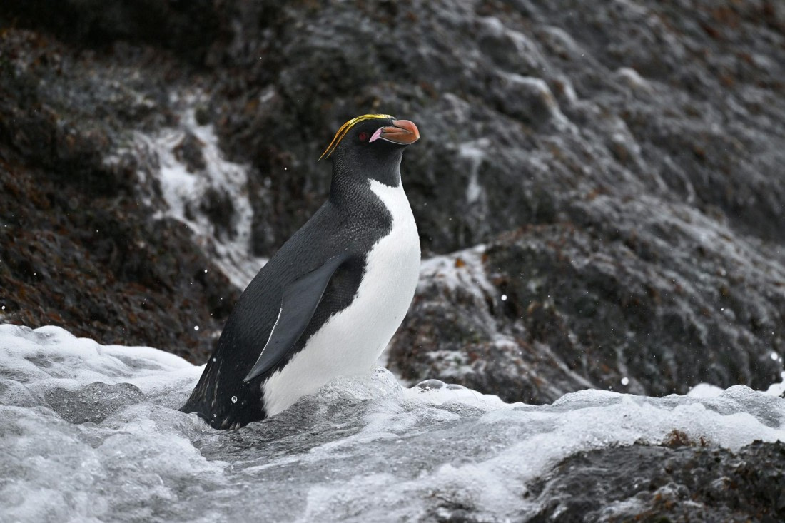 PLA20-24, Day 12, YA6_7105_20241029_7135 © Yves Adams - Oceanwide Expeditions.JPG