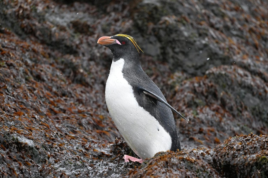 PLA20-24, Day 12, YA6_7139_20241029_7136 © Yves Adams - Oceanwide Expeditions.JPG