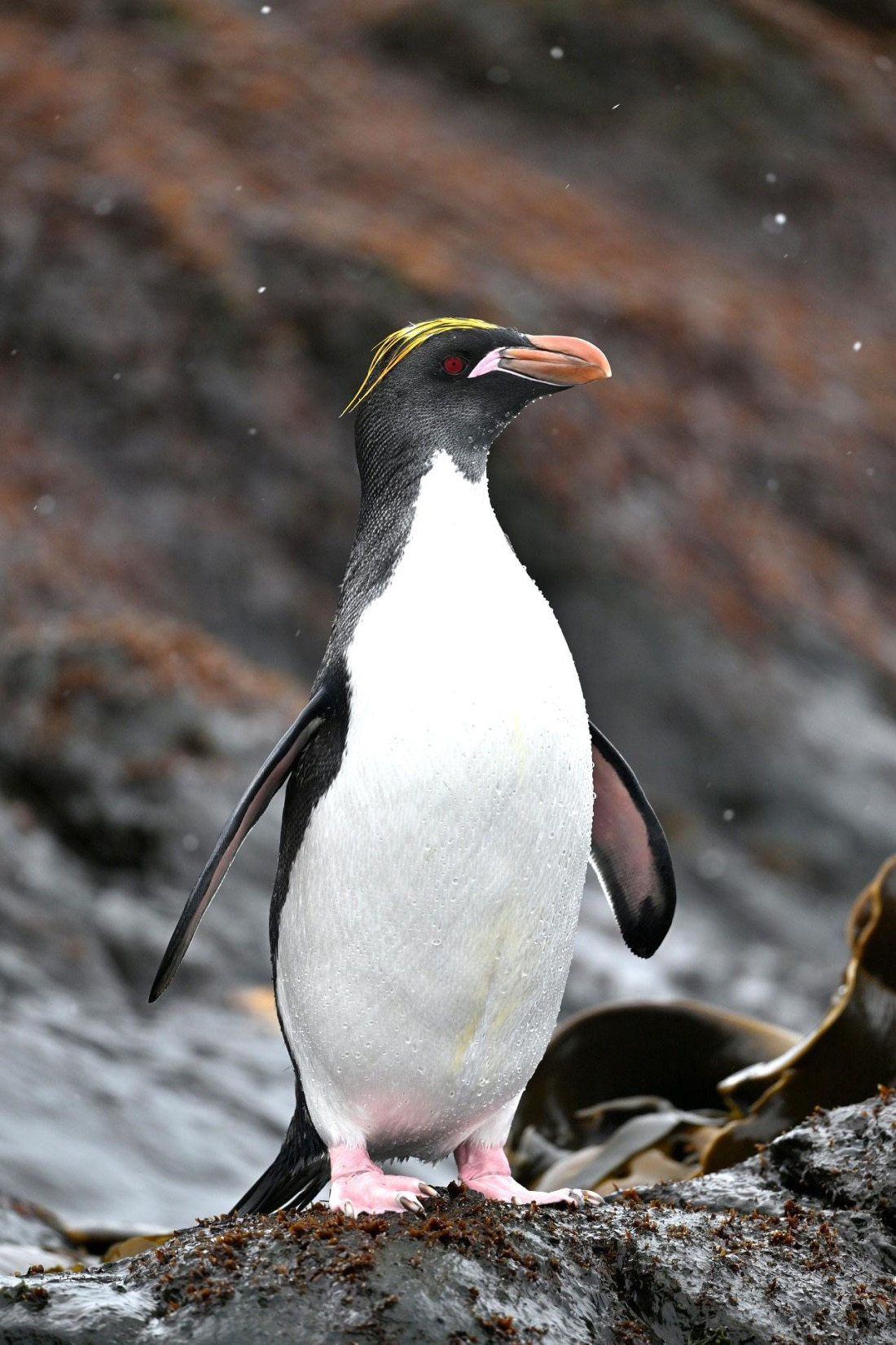PLA20-24, Day 12, YA6_7283_20241029_7140 © Yves Adams - Oceanwide Expeditions.JPG