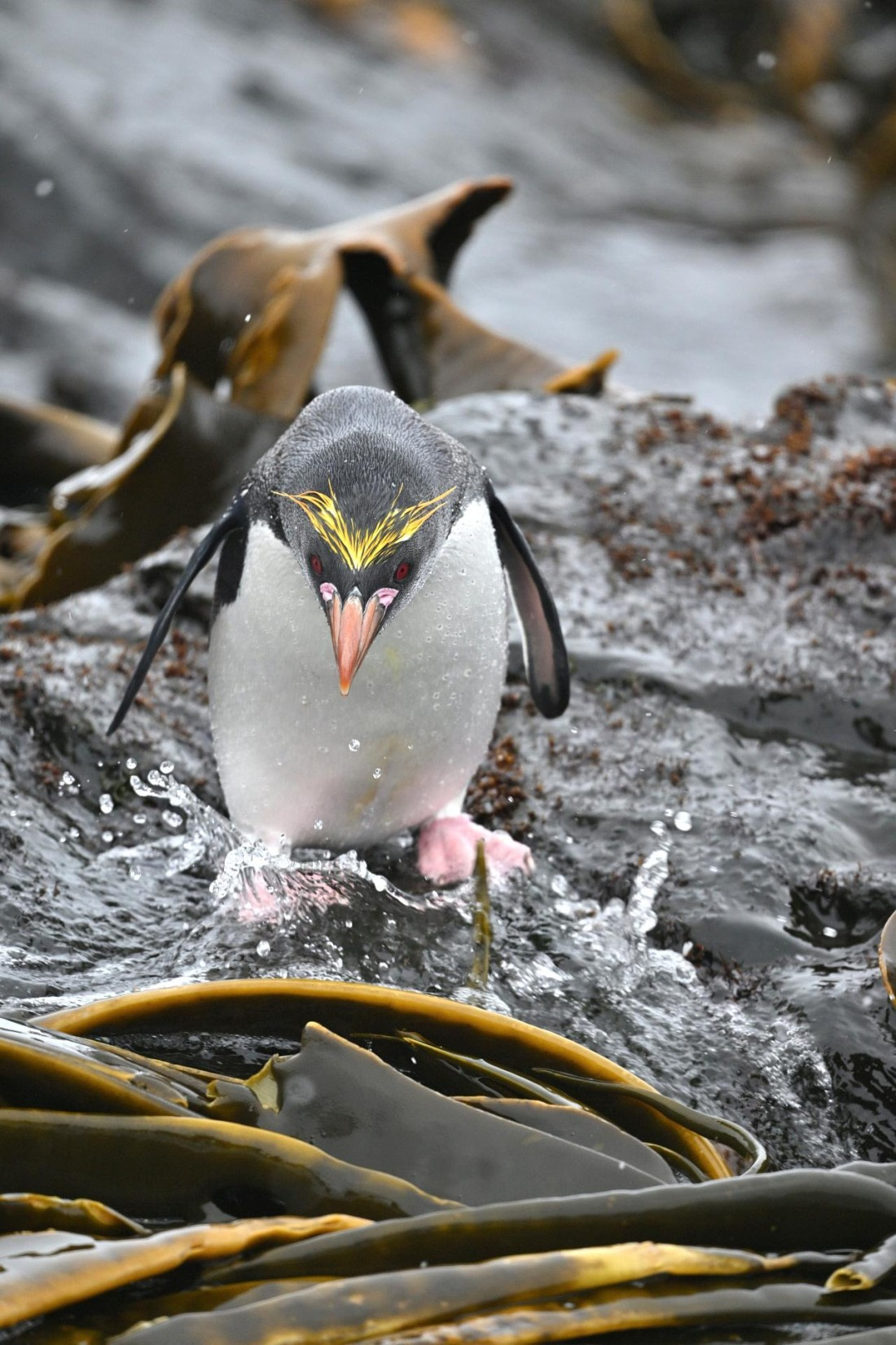 PLA20-24, Day 12, YA6_7298_20241029_7141 © Yves Adams - Oceanwide Expeditions.JPG