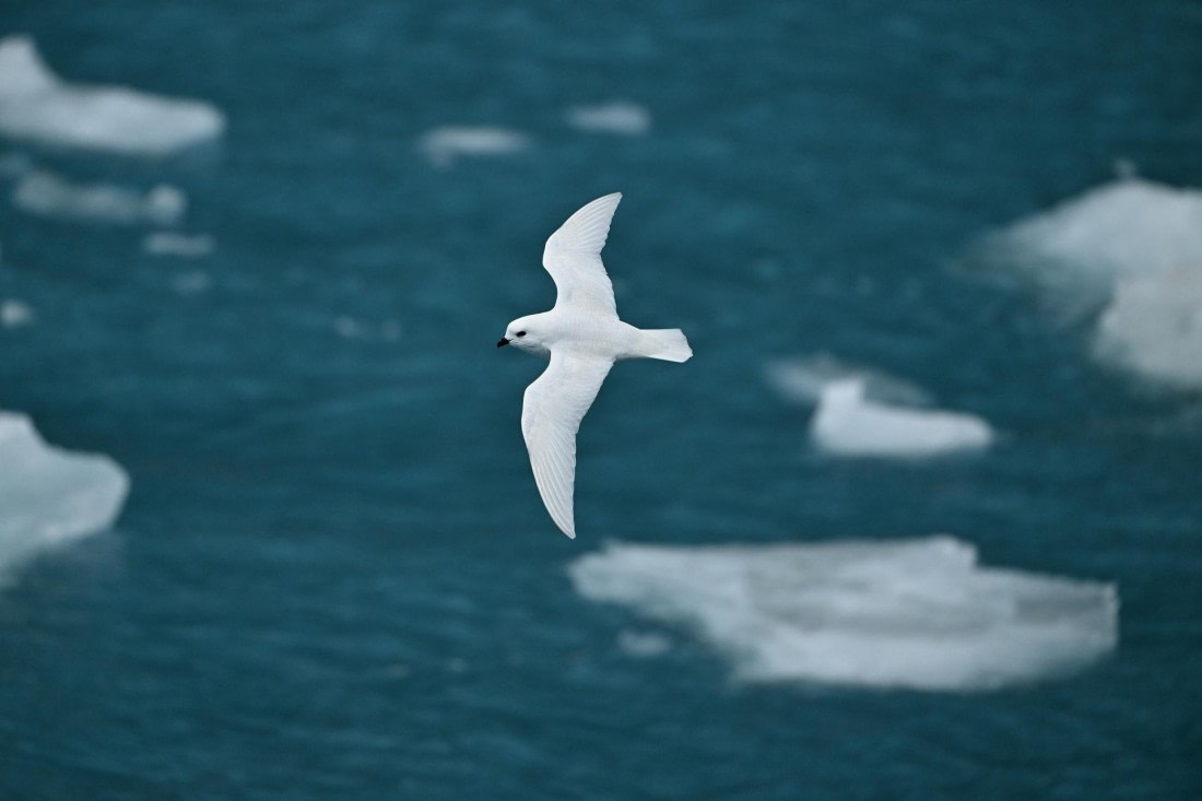 PLA20-24, Day 12, YA6_7971_20241029_7145 © Yves Adams - Oceanwide Expeditions.JPG