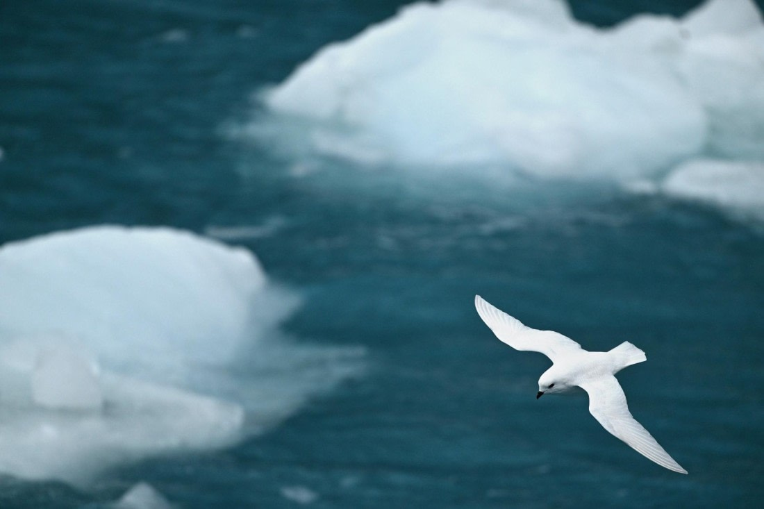 PLA20-24, Day 12, YA6_7983_20241029_7146 © Yves Adams - Oceanwide Expeditions.JPG