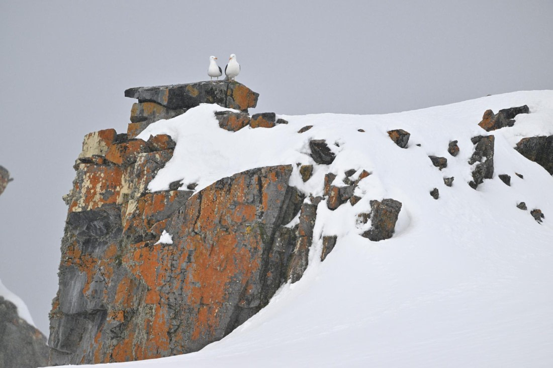 PLA20-24, Day 17, YA6_9789_20241103_7438 © Yves Adams - Oceanwide Expeditions.JPG