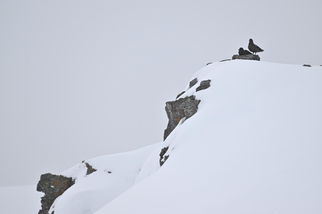 PLA20-24, Day 17, YA6_9997_20241103_7444 © Yves Adams - Oceanwide Expeditions.JPG