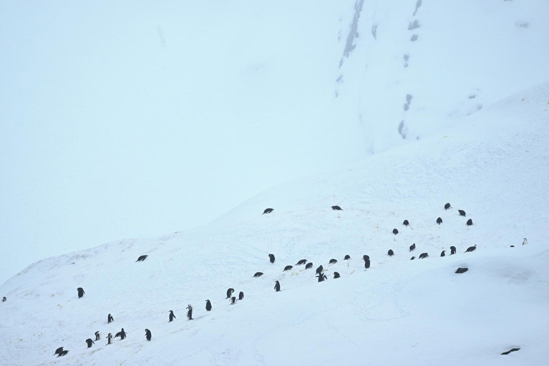 PLA20-24, Day 15, YA6_1337_20241101_7309 © Yves Adams - Oceanwide Expeditions.JPG