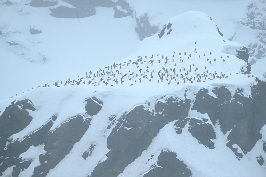 PLA20-24, Day 15, YA6_1439_20241101_7310 © Yves Adams - Oceanwide Expeditions.JPG