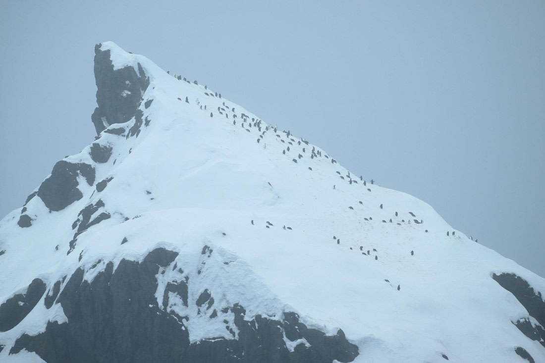 PLA20-24, Day 15, YA6_1652_20241101_7313 © Yves Adams - Oceanwide Expeditions.JPG