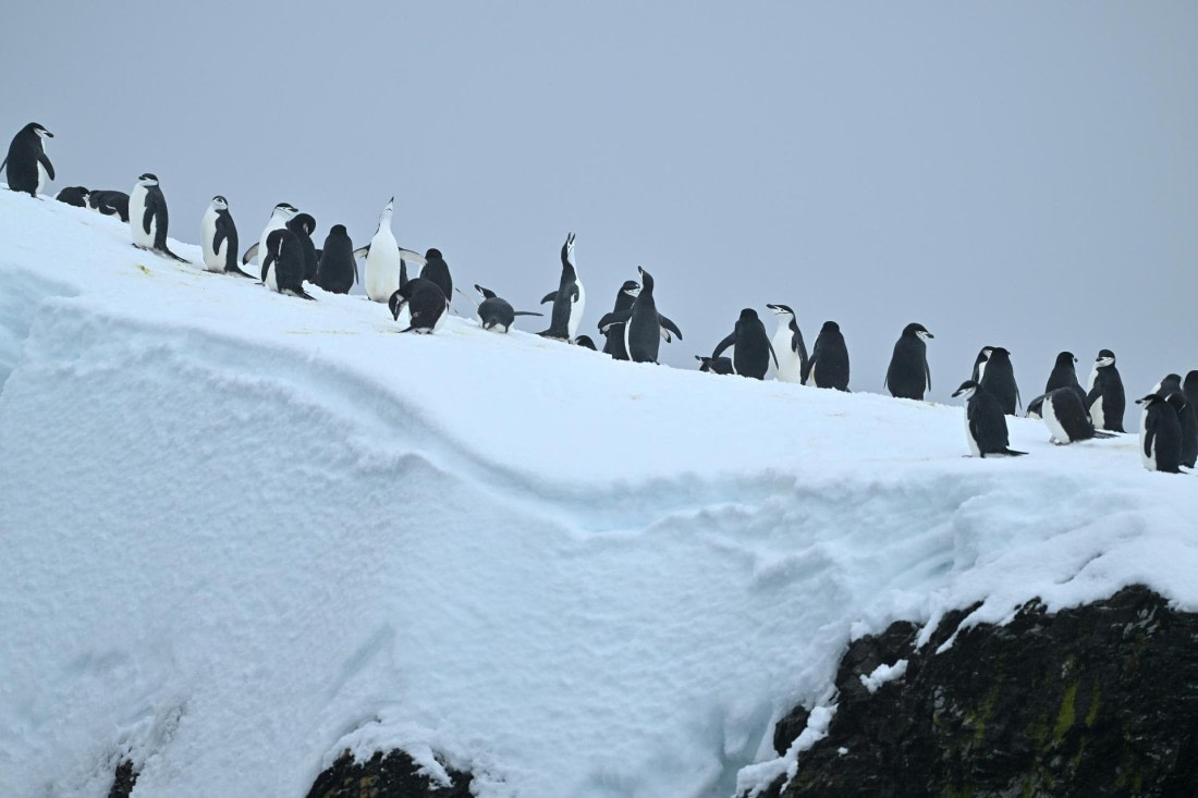 PLA20-24, Day 15, YA6_1940_20241101_7318 © Yves Adams - Oceanwide Expeditions.JPG