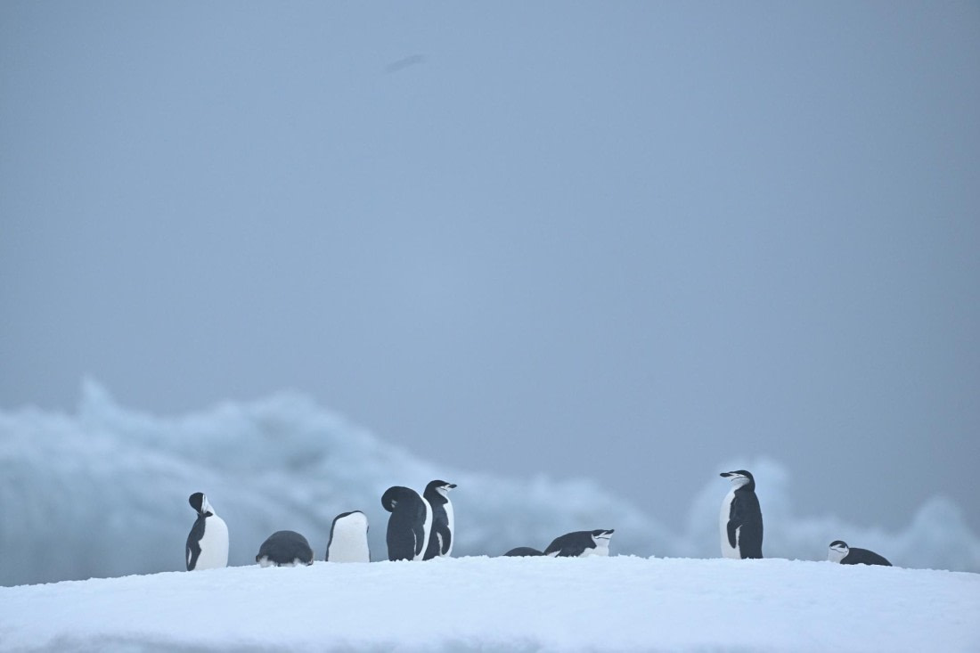 PLA20-24, Day 15, YA6_2019_20241101_7320 © Yves Adams - Oceanwide Expeditions.JPG