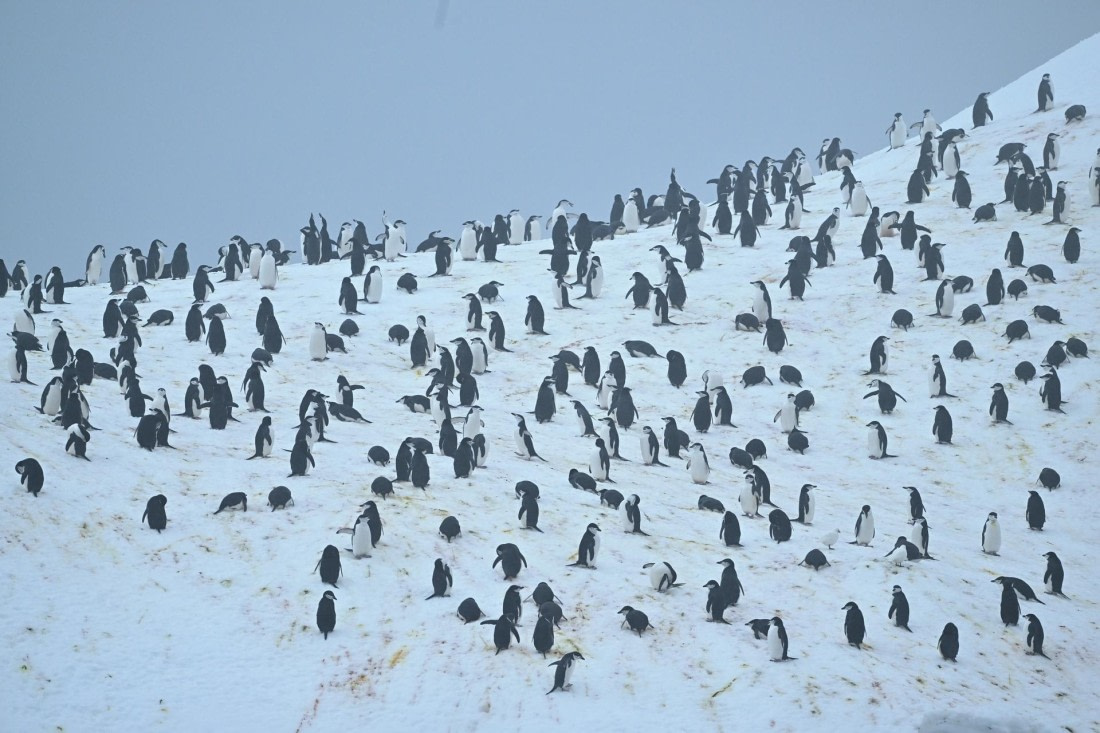 PLA20-24, Day 15, YA6_2121_20241101_7322 © Yves Adams - Oceanwide Expeditions.JPG