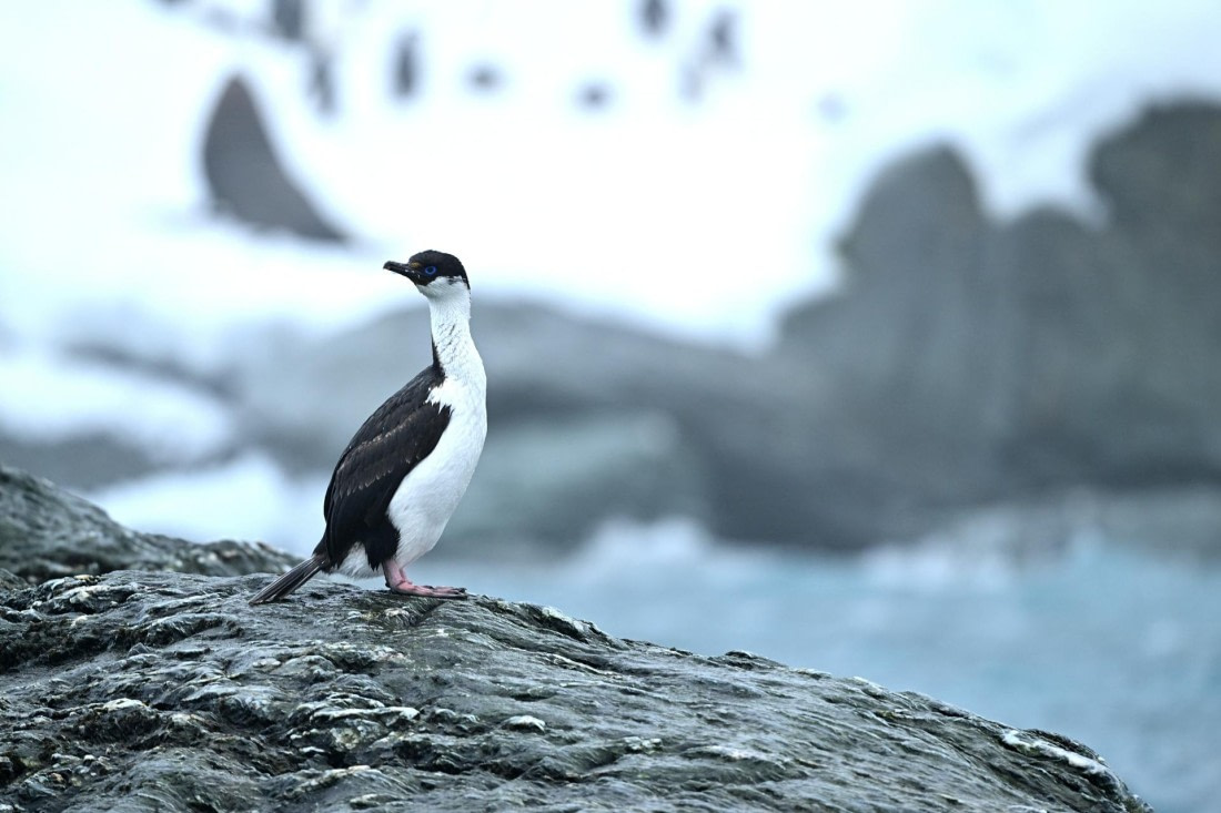 PLA20-24, Day 15, YA6_2156_20241101_7326 © Yves Adams - Oceanwide Expeditions.JPG
