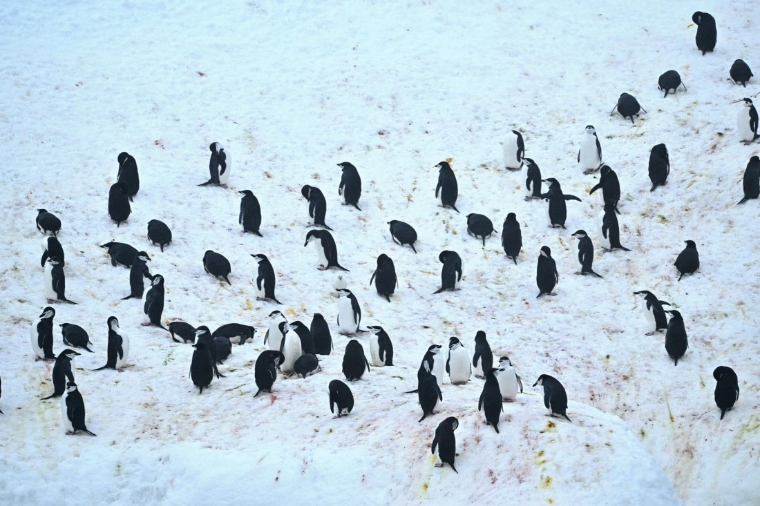 PLA20-24, Day 15, YA6_2176_20241101_7327 © Yves Adams - Oceanwide Expeditions.JPG