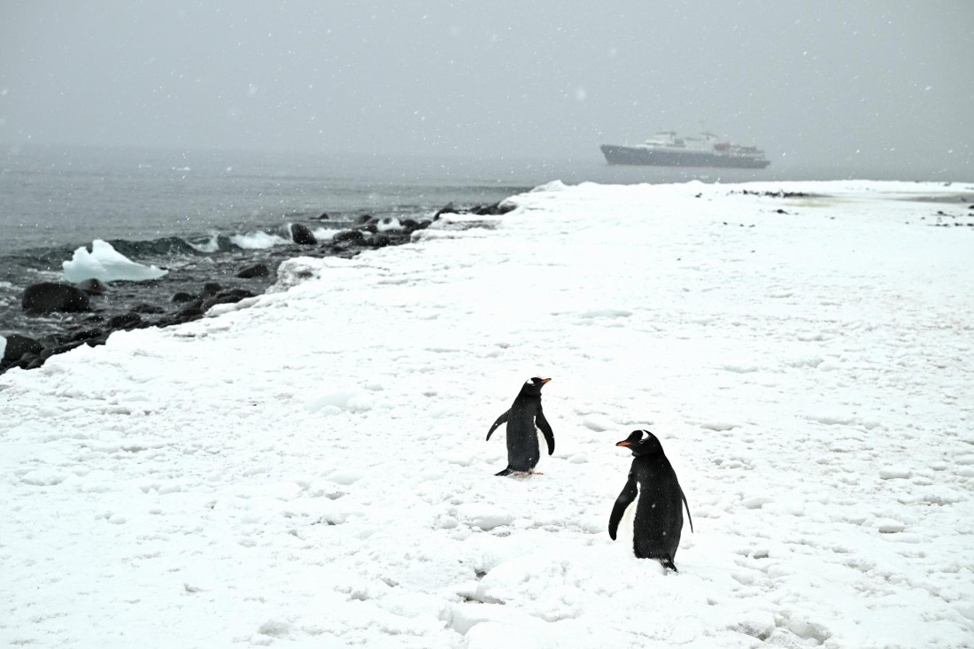 PLA20-24, Day 16, 8AY_5072_20241102_7331 © Yves Adams - Oceanwide Expeditions.JPG