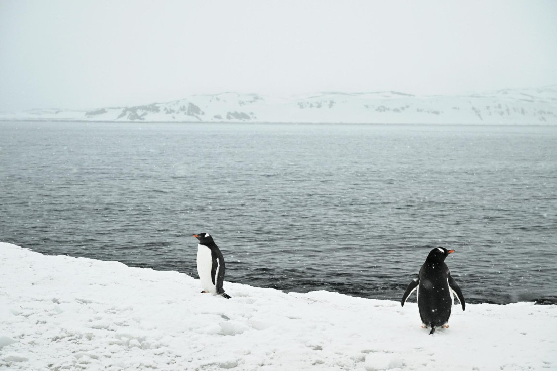 PLA20-24, Day 16, 8AY_5201_20241102_7333 © Yves Adams - Oceanwide Expeditions.JPG