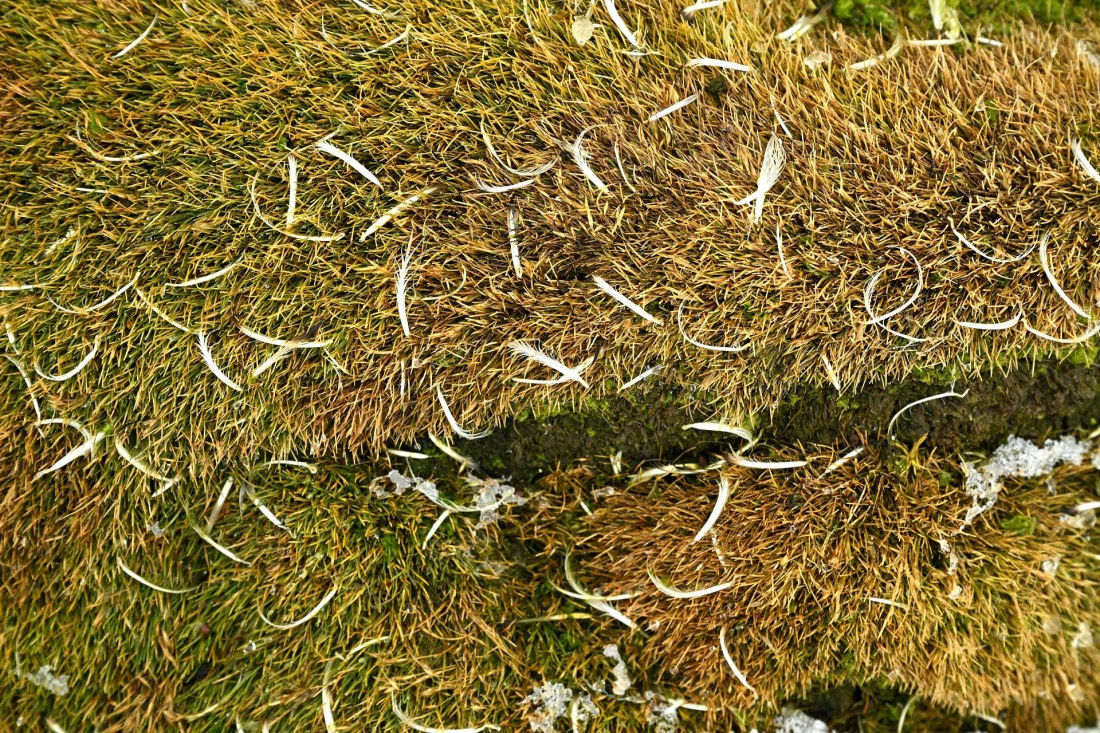 PLA20-24, Day 16, 8AY_5263_20241102_7344 © Yves Adams - Oceanwide Expeditions.JPG